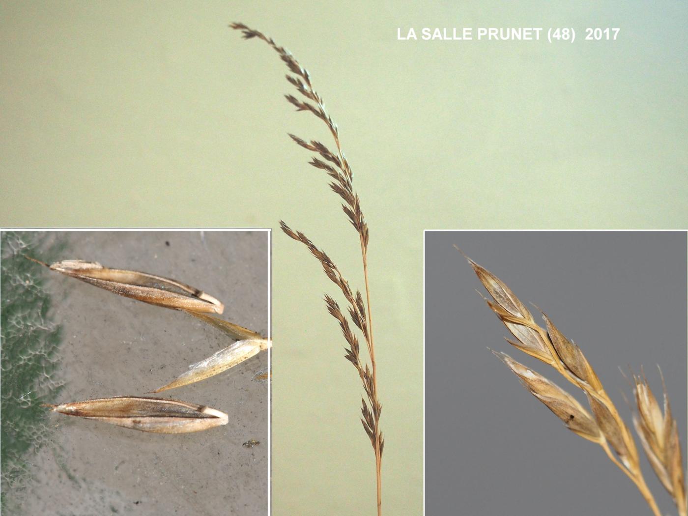 Brome, Upright fruit